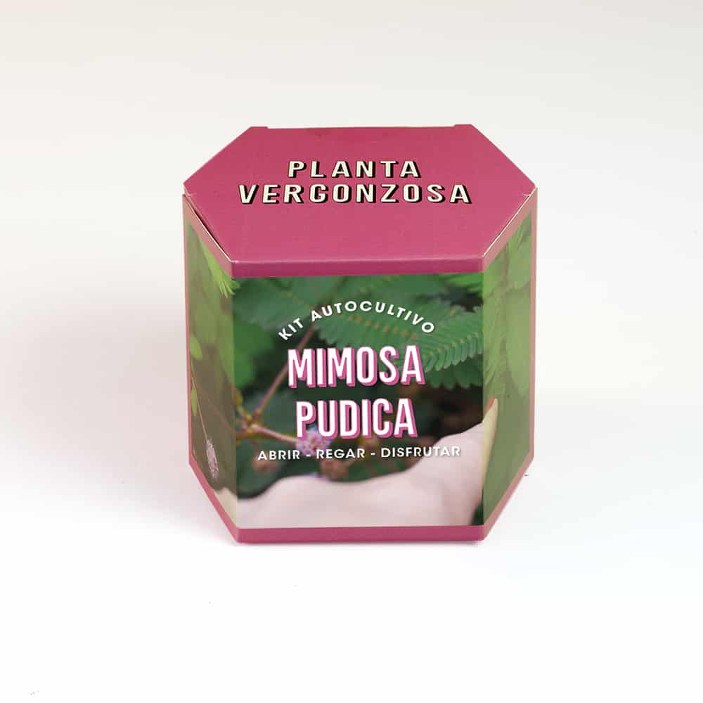 Kit Autocultivo Planta Vergonzosa🌸