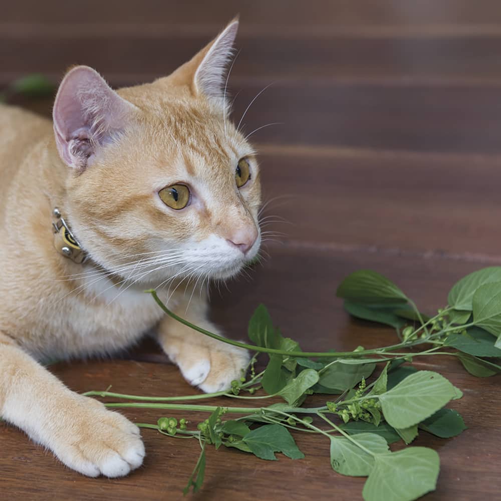 Kit Autocultivo Hierba Gatera🐈
